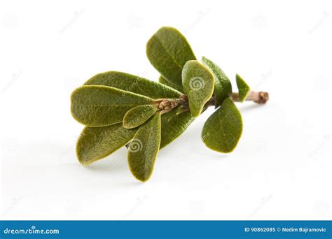 Bearberry Leaves Arctostaphylos Uva-ursi Stock Image - Image of medicine, white: 90862085