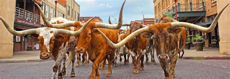 Fort Worth The Herd | Daily Cattle Drives | Cattle, Cattle drive ...