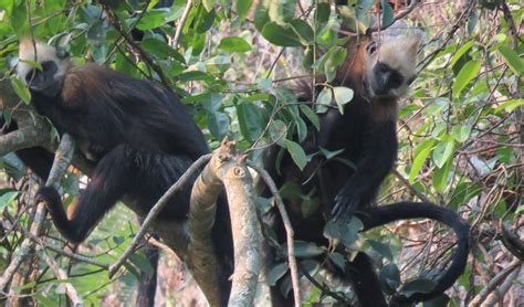 Cat Ba langur facts, distribution & population | BioDB