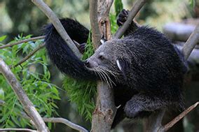 The binturong - ABConservation