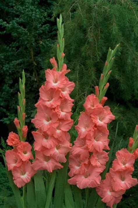 Growing Gladiolus In The Garden | Bellissimi fiori, Fiori, Gladioli