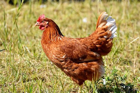 When Do Chickens Start Laying Eggs & How To Help Them Start