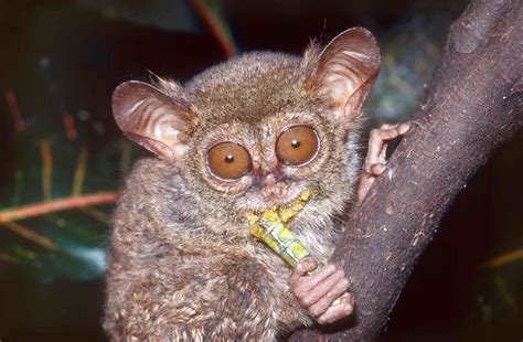 10 Terrific Facts About Tarsiers