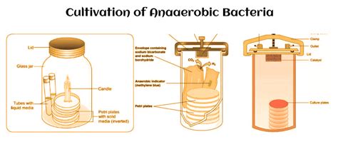 Anaerobic Bacteria - Javatpoint