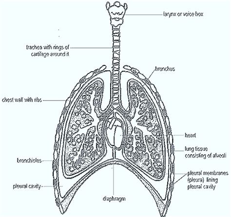 Mammal Respiratory System