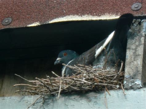 Rock Pigeon on nest | BirdNote