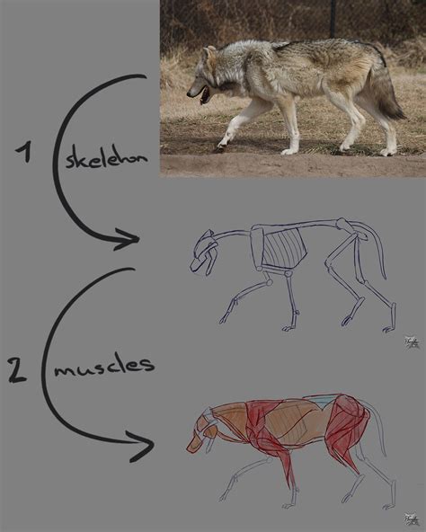 Wolf Anatomy Muscles by Phenglar on DeviantArt