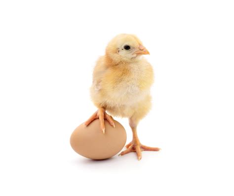 The Chicken Or Egg Paradox