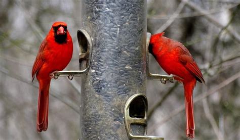 Top 10 Best Cardinal Bird Feeders for Your Backyard Oasis