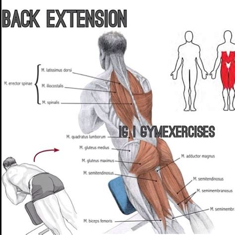 Back Extension Progression - Wrestler-Power.com