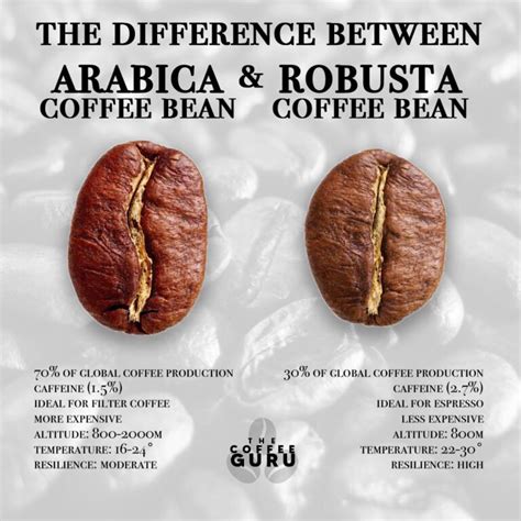 The Four Main Types Of Coffee Beans - The Coffee Guru