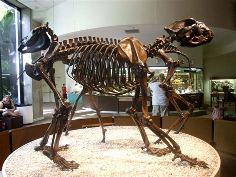 Short Faced Bear Facts, Habitat, Pictures and Diet