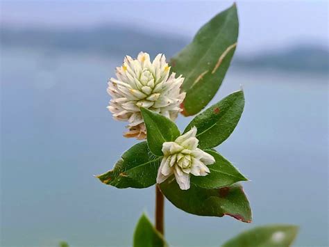 Alligator Weed Invasive Species