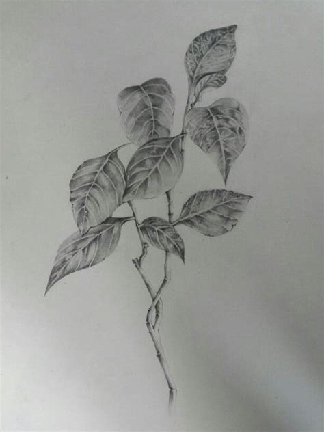 Pencil shading and details. | Flower sketch pencil, Leaves sketch, Plant sketches