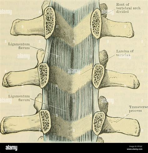 Ligamenta flava hi-res stock photography and images - Alamy