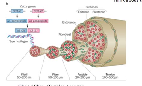 Week 2: Tendon and Ligament Histology & Function Flashcards | Quizlet