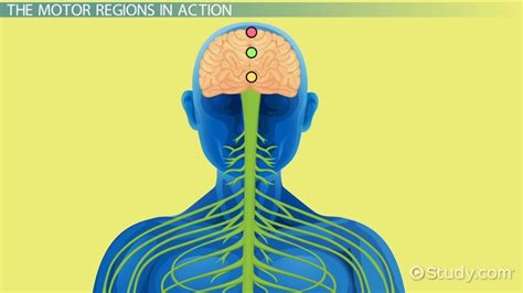 Primary Motor Cortex | Definition, Function & Location - Lesson | Study.com