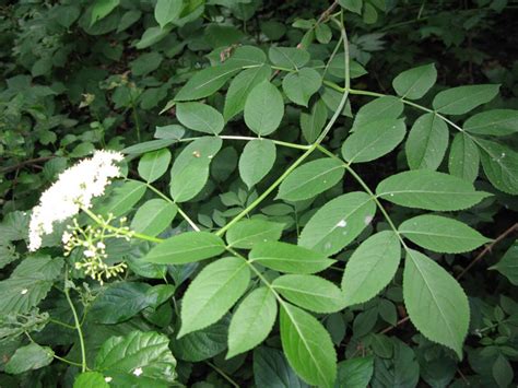 arborboy: Shrub ID: Sambucus canadensis (American elderberry)