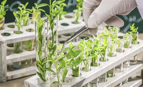 The BRPTO issues new guidelines related to transgenic plants - Balder