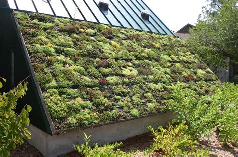 15 Ideal Green Roof Plants and Why It's Amazing to Grow One - Garden ...