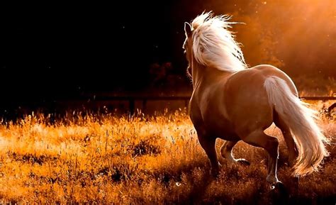 1579x966 Wild Horses Desktop Wallpaper | Image Wallpapers HD | Horse ...