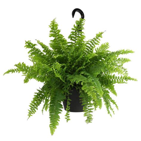 ALTMAN PLANTS 6 in. Boston Fern Plant In Hanging Basket (Nephrolepis ...