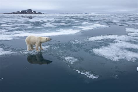 Polar Bear standing at edge of melting ice posters & prints by Corbis