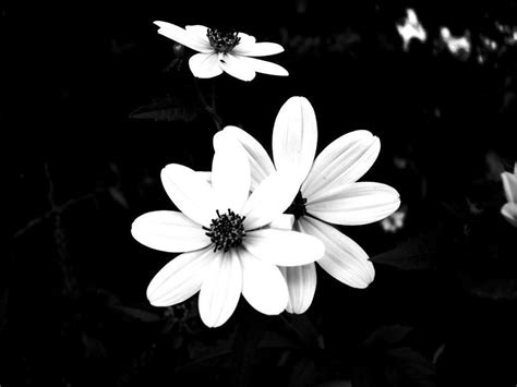 Pretty Black And White Backgrounds - Wallpaper Cave