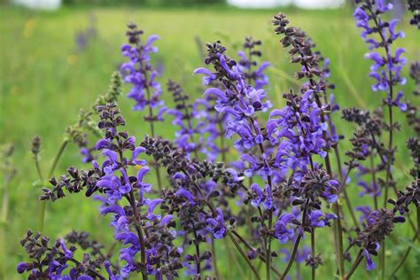 Meadow sage - characteristics, cultivation and use - live-native.com