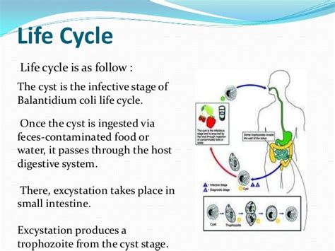 Balantidium Coli