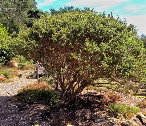 Baccharis pilularis, Coyote Bush – Larner Seeds