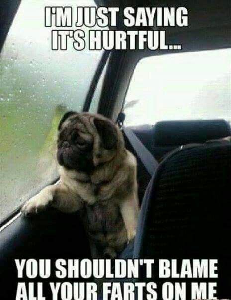 Bye bye... | Funny dog memes, Funny dog pictures, Funny pictures