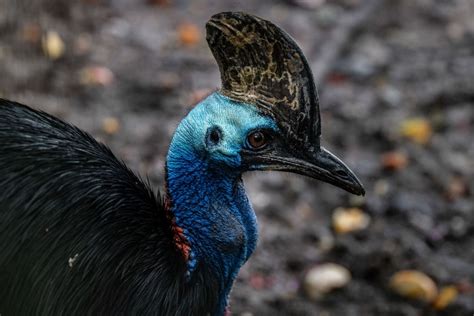 Cassowary Bird Wallpaper