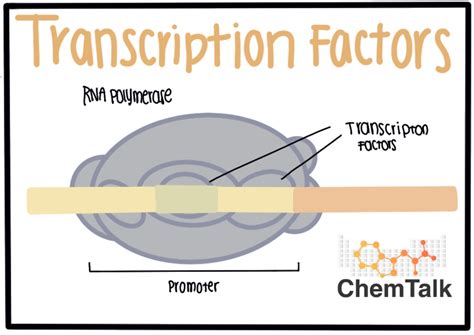 Transcription Factors | ChemTalk