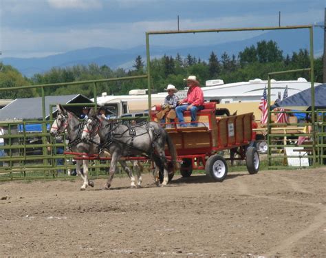 Intermountain Draft Horse and Mule Association: Montana mule days