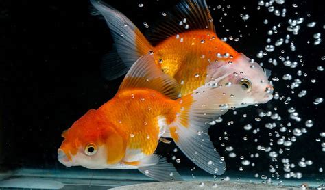 How to Know if Goldfish is Egg Belly or the Start of Bloat