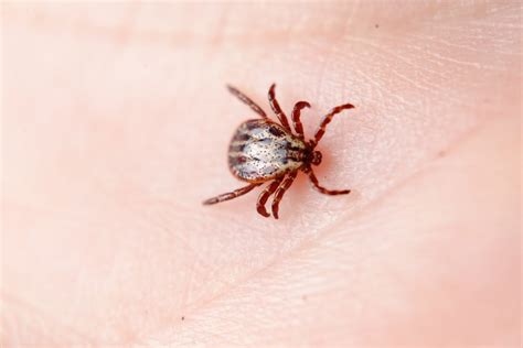 Home Tick Infestations: Hazards, Prevention, and Signs