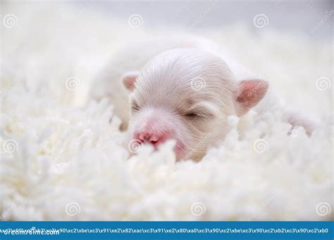 Little White Maltese Puppies Sleeping Stock Image - Image of together, baby: 87728687