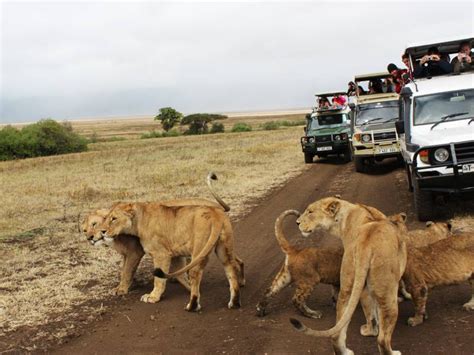 Kenya Long Safari - Wild Peak Adventures