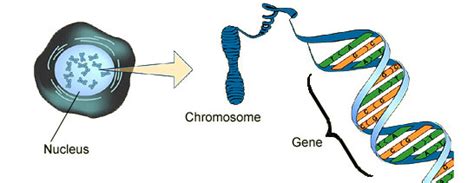 How are DNA chromosomes and genes related? | Socratic