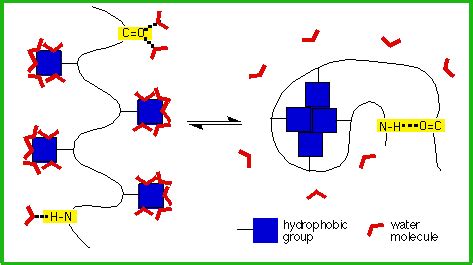 The Major Factors Affecting Protein Stability