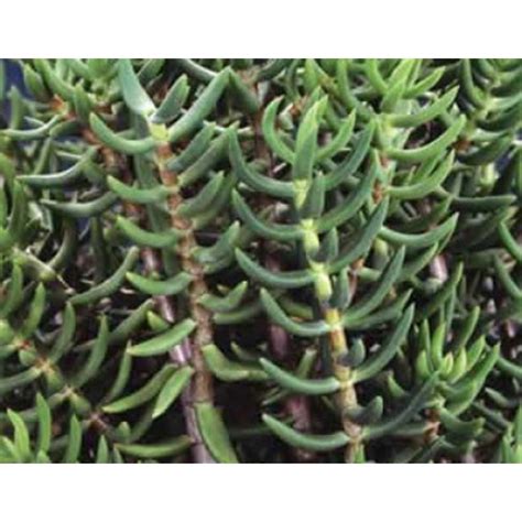 Crassula tetragona