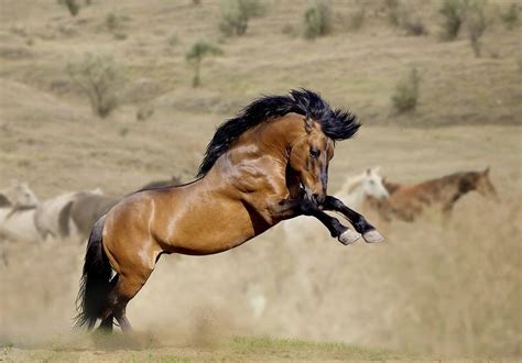 Image result for Wild Mustang Horses | Wild horses mustangs, Mustang horse, Wild horses