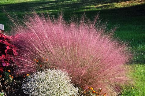 muhly grass - B&M Greenhouse