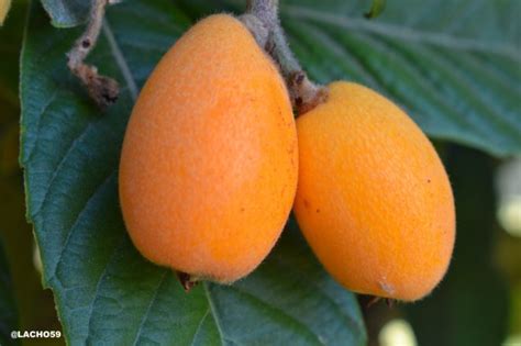 Kim's Color Crazy Challenge - Fruits in Orange - Virily