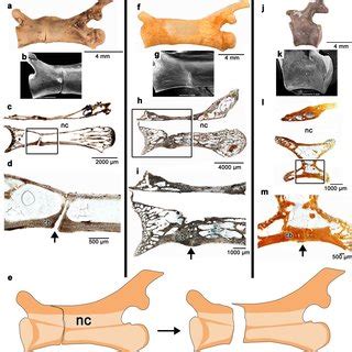 Scapulae and coracoids of Halazhaisuchus qiaoensis and 'Turfanosuchus... | Download Scientific ...