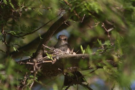 Birding Is Fun!: Vermilion Flycatcher - A True Beauty