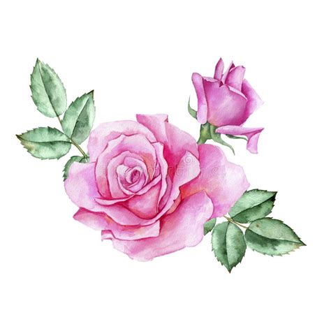 Watercolor Drawing Flower of Rose Stock Illustration - Illustration of magenta, drawn: 155245807