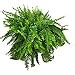 Amazon.com : Live Boston Fern Hanging Basket Plant - 10" Basket - Overall Spread 25" to 30 ...