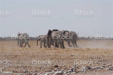 Elephant Stampede Stock Photo - Download Image Now - Africa, African ...